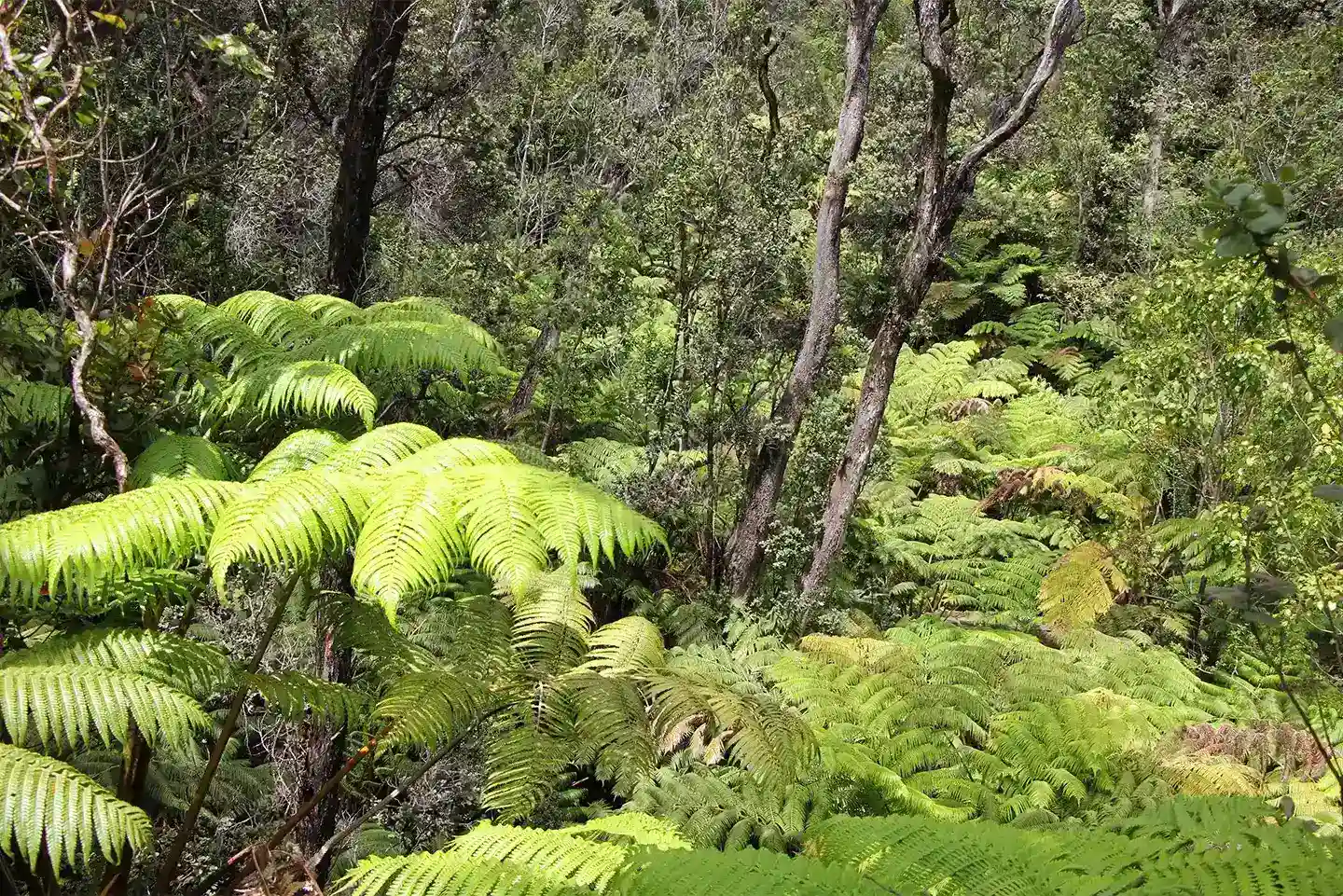 Image of a Hawaiian rainforest