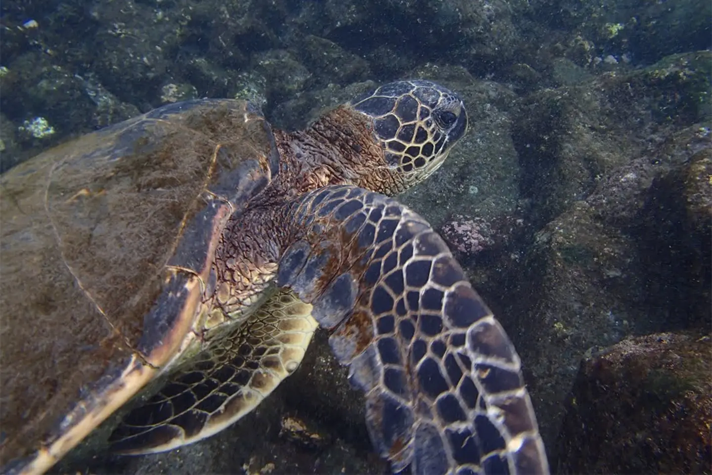 Underwater image of a green sea turtle